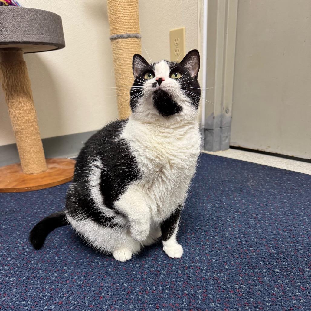 Akyra, a Adoptable American Shorthair in Sullivan, IL image 2/3