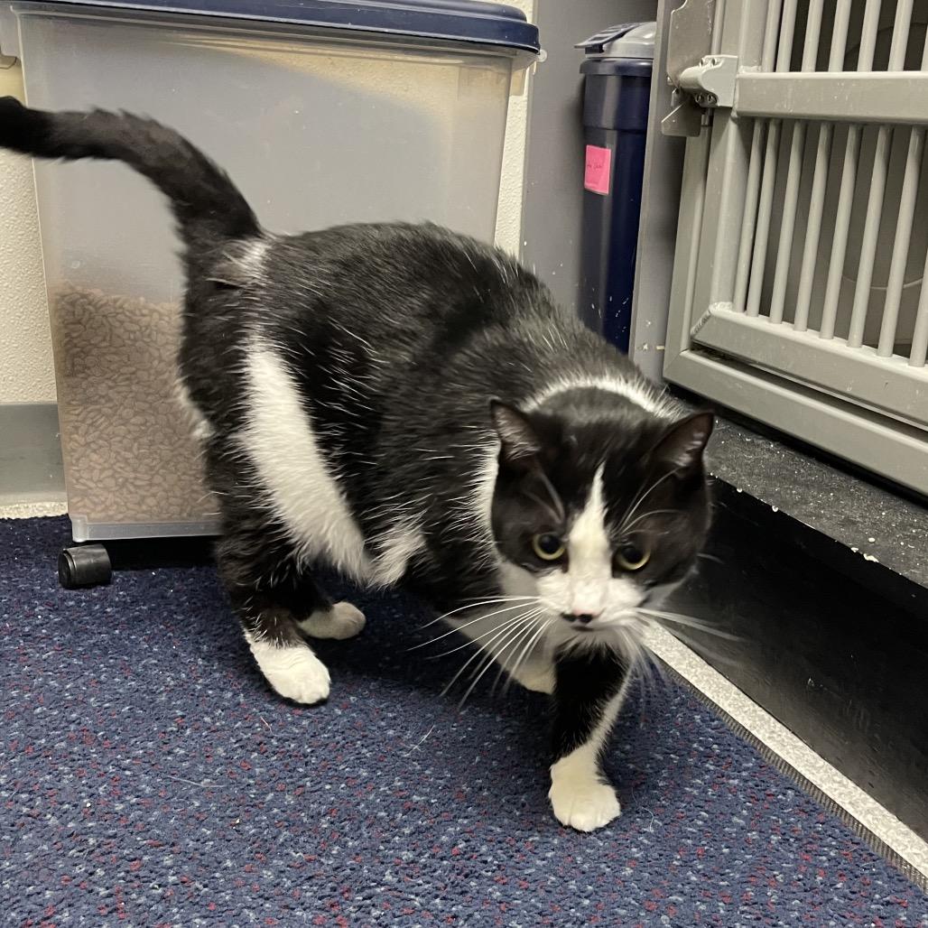 Akyra, a Adoptable American Shorthair in Sullivan, IL image 3/3