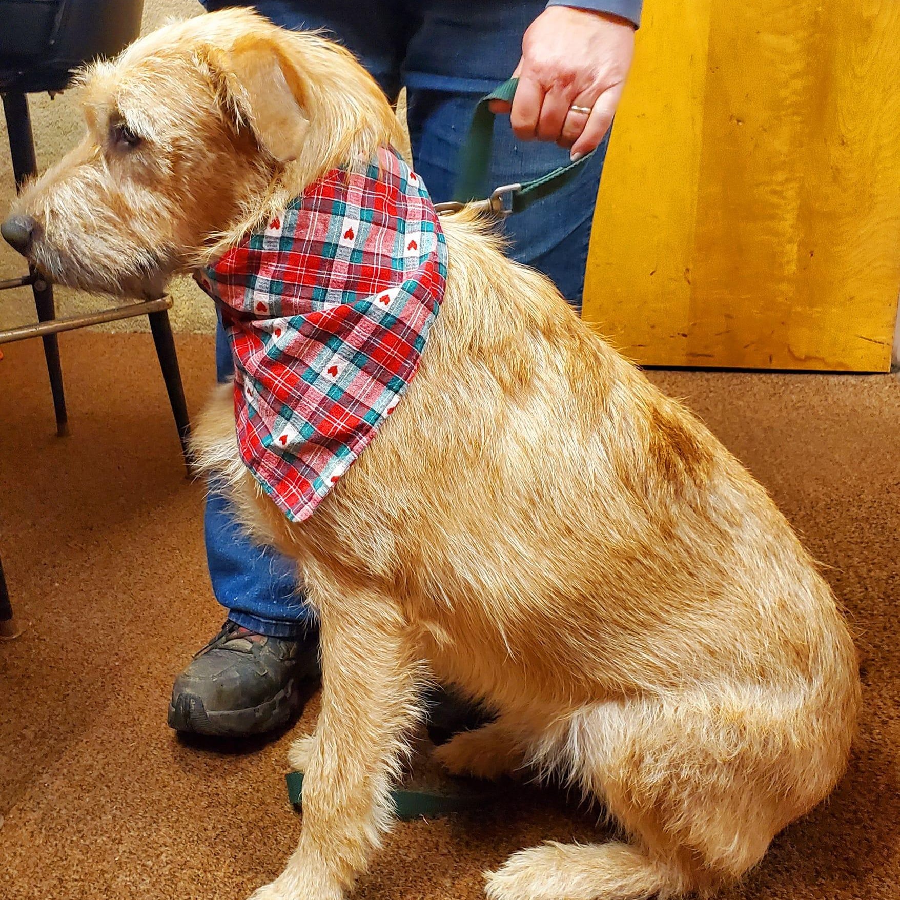 Benny — thumbnail 2