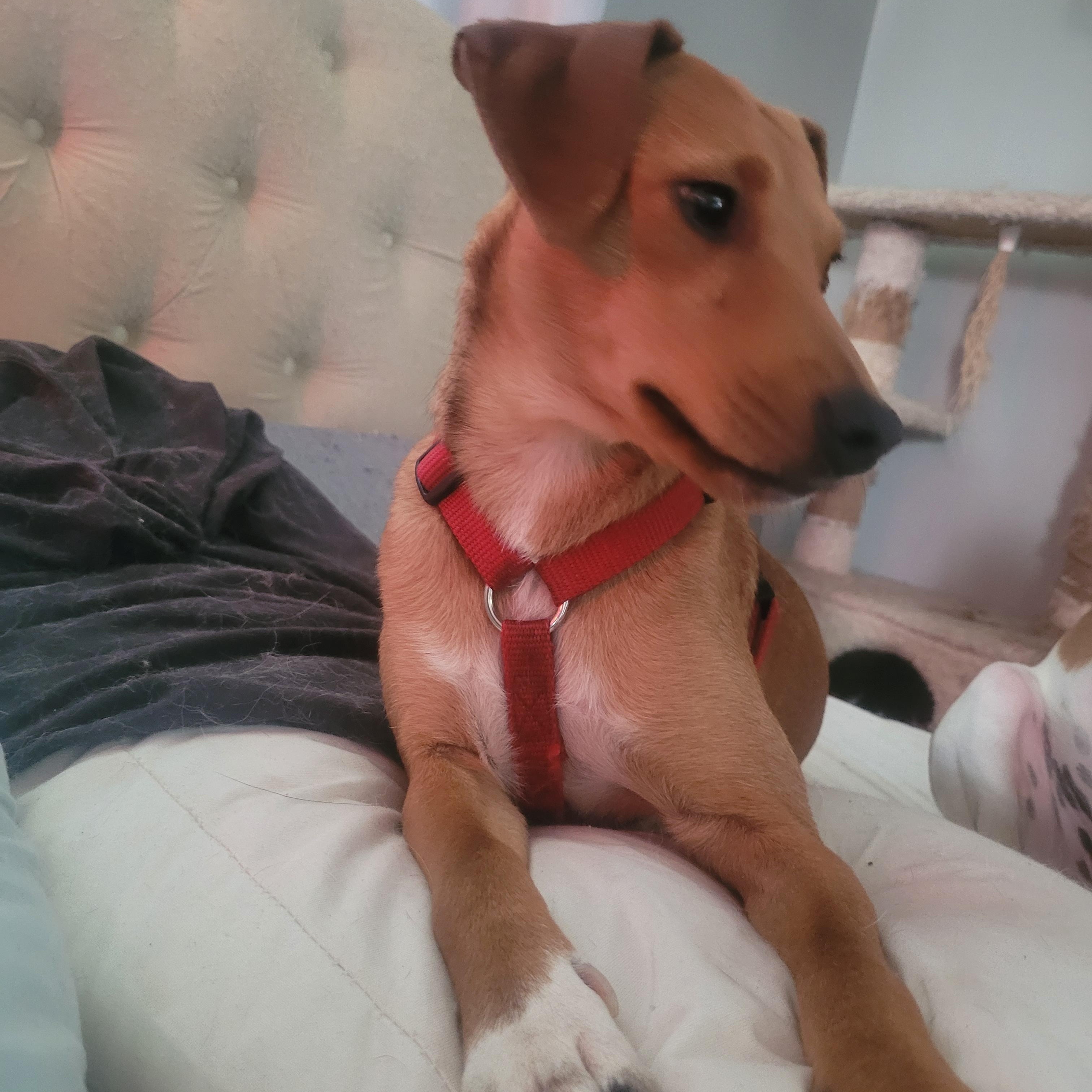 Enlarge Blanche, an adopted mixed breed in bauxite, AR image 2/3