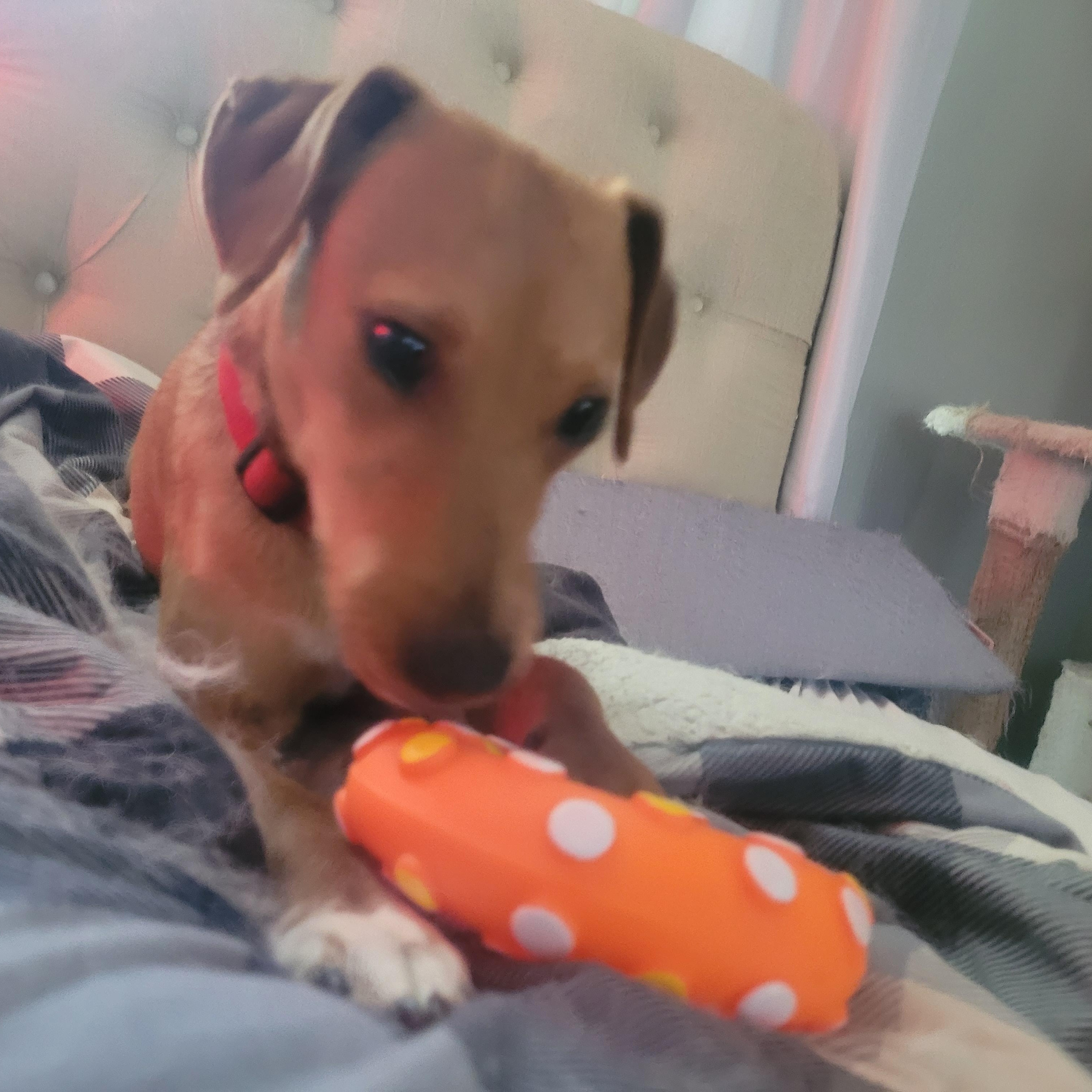Enlarge Blanche, an adopted mixed breed in bauxite, AR image 3/3