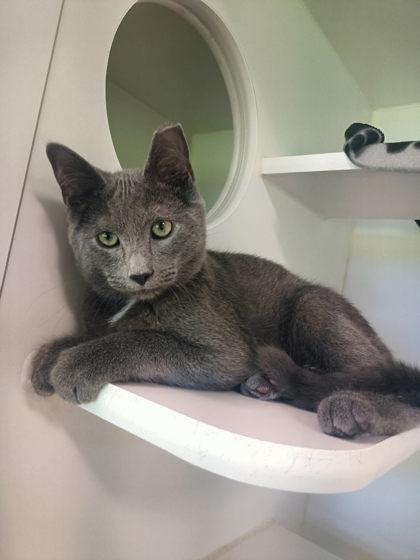 Asher, Adoptable, Kitten Male Domestic Short Hair & Domestic Short Hair.