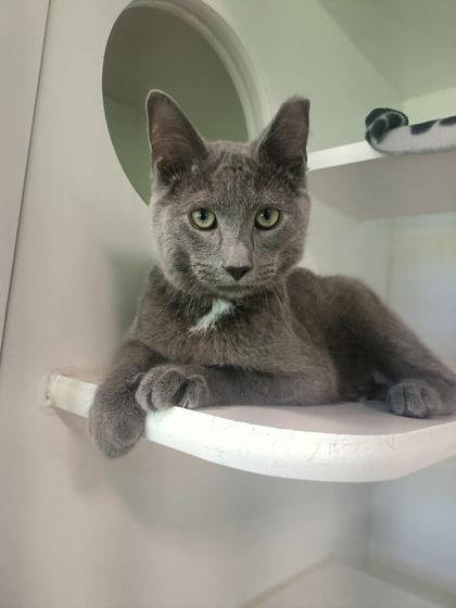 Enlarge Asher, a Adoptable mixed breed in Traverse City, MI image 3/3