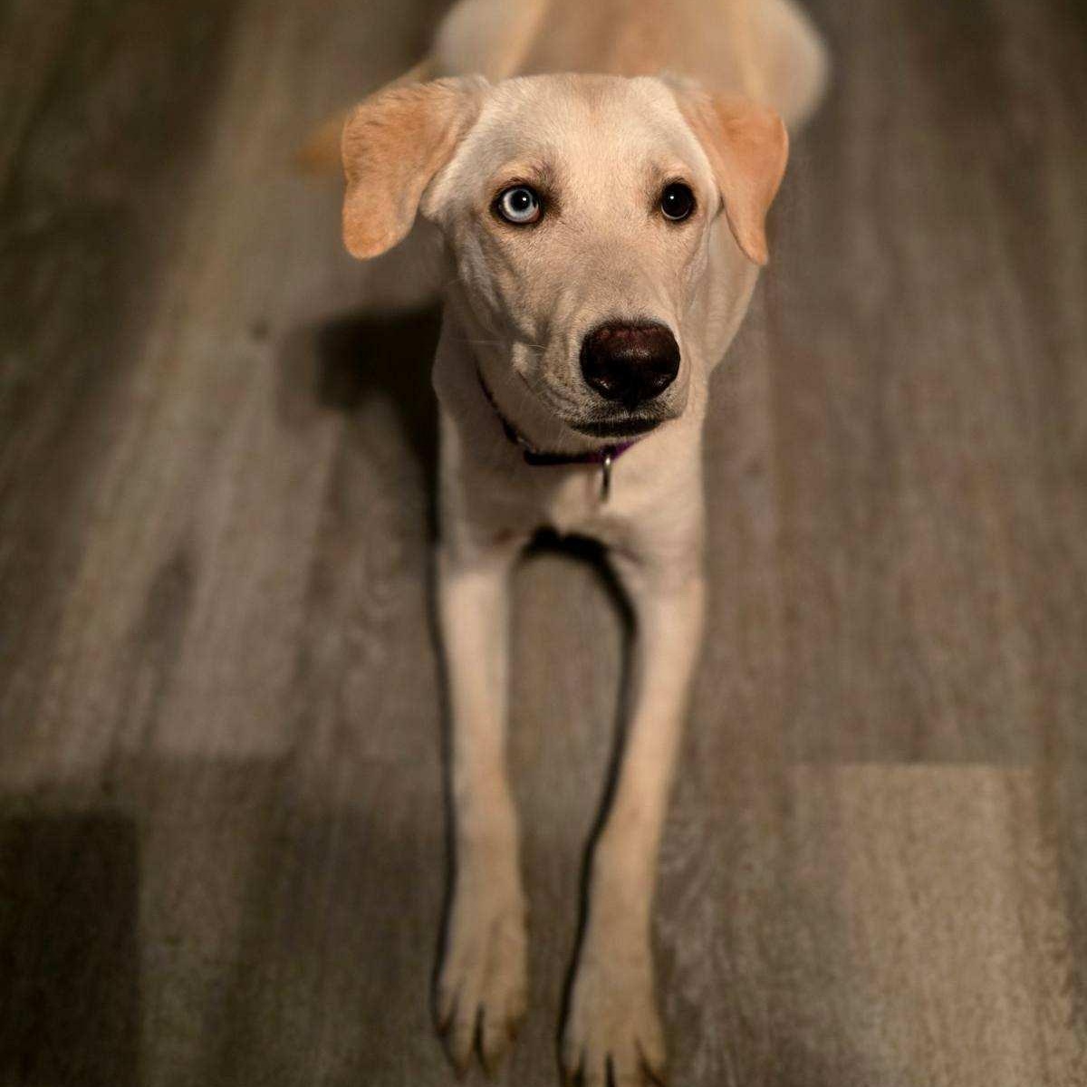 Enlarge Remarkable Reggie, a Adoptable mixed breed in La Center, WA image 2/2