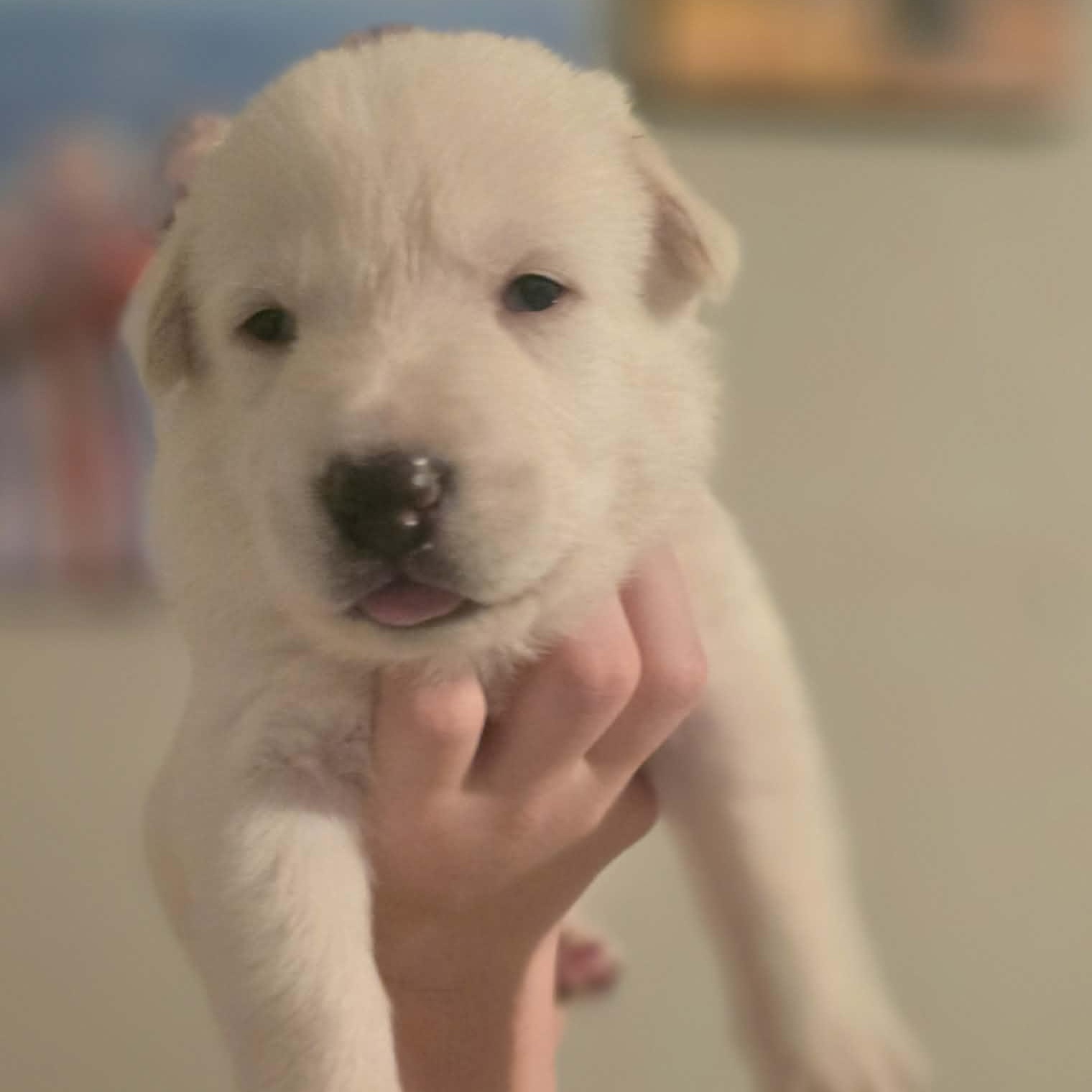 Remarkable Reggie, Adoptable, Puppy Male Yellow Labrador Retriever.