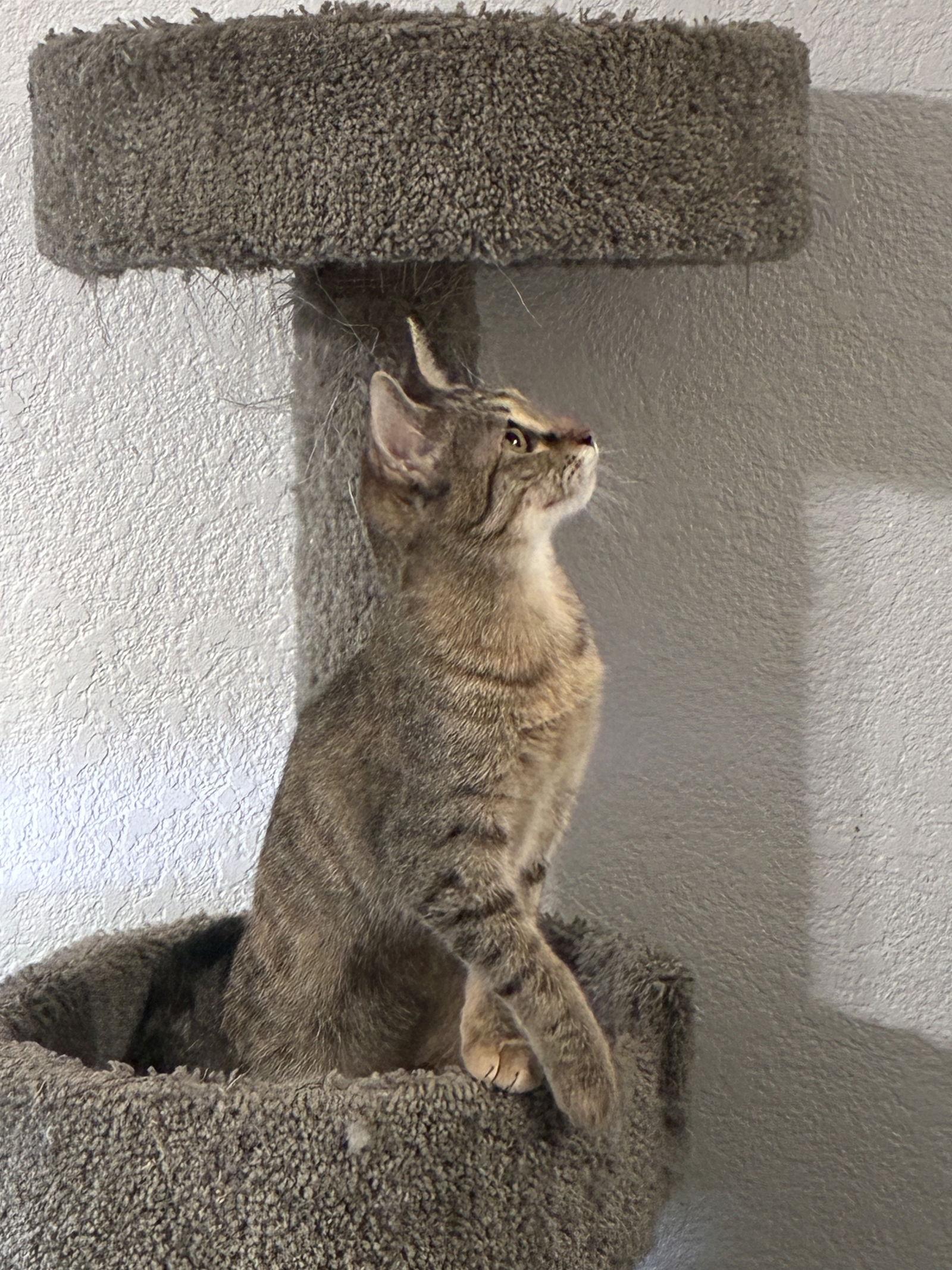 Maggie, Adopted, Kitten Female Domestic Short Hair.