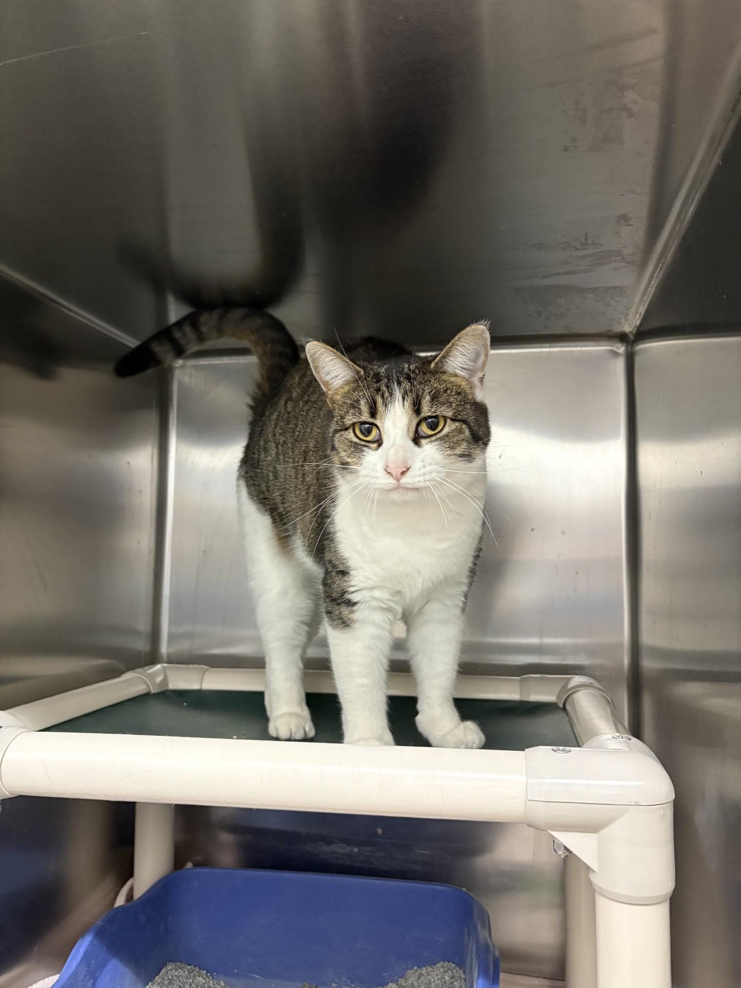 Enlarge Munchies, an adopted Domestic Short Hair in Black River Falls, WI image 1/1