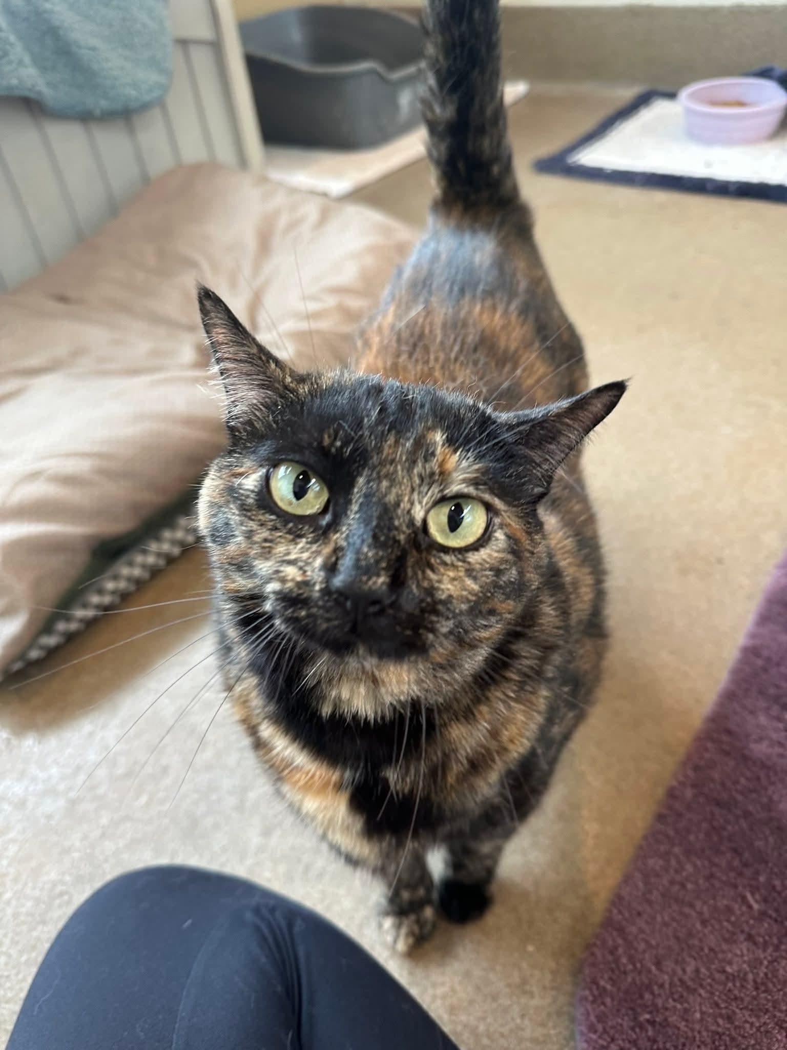 Enlarge Sofie, a Adoptable Domestic Short Hair in Winchester, VA image 4/4