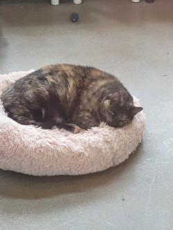 Enlarge Sofie, a Adoptable Domestic Short Hair in Winchester, VA image 3/4