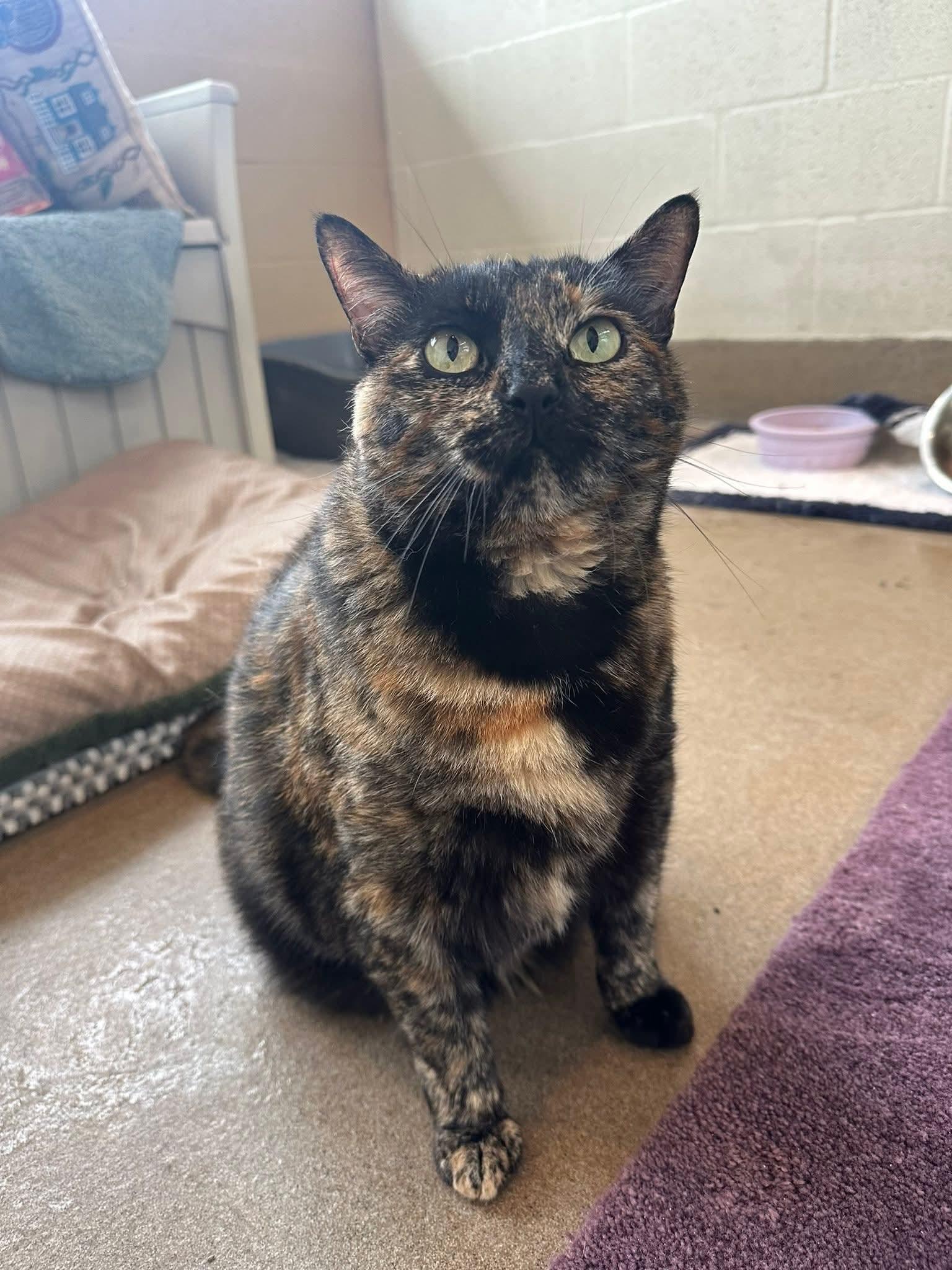 Sofie, Adoptable, Adult Female Domestic Short Hair.