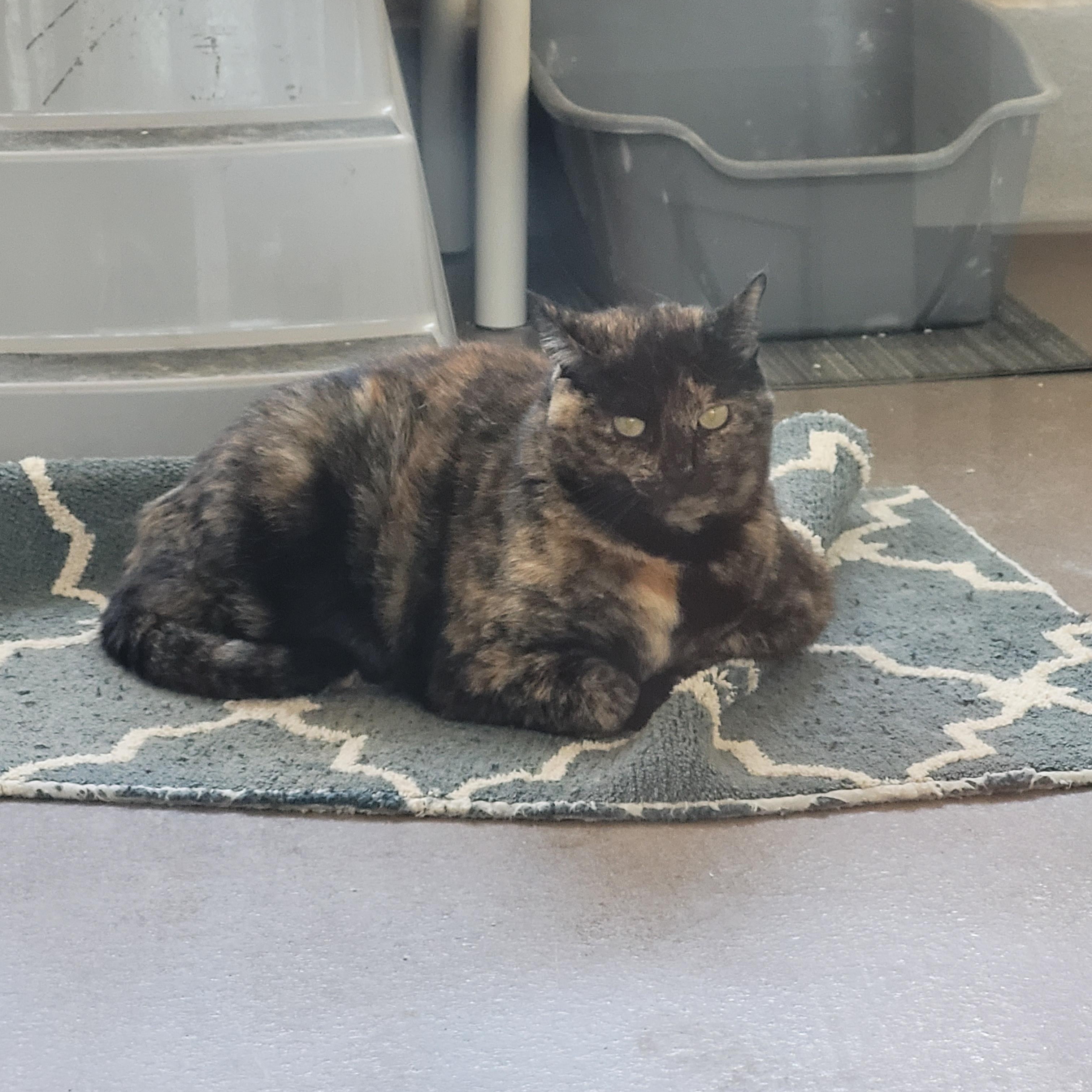 Enlarge Sofie, a Adoptable Domestic Short Hair in Winchester, VA image 2/4