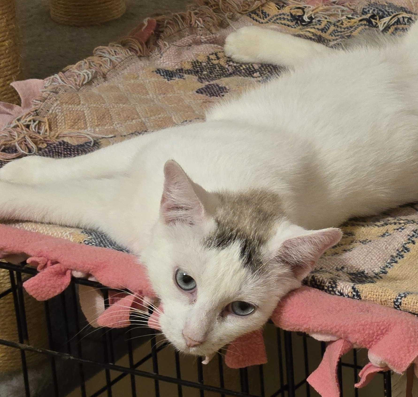 Enlarge Duchess, an adoptable Domestic Short Hair in New Bedford, MA image 3/3