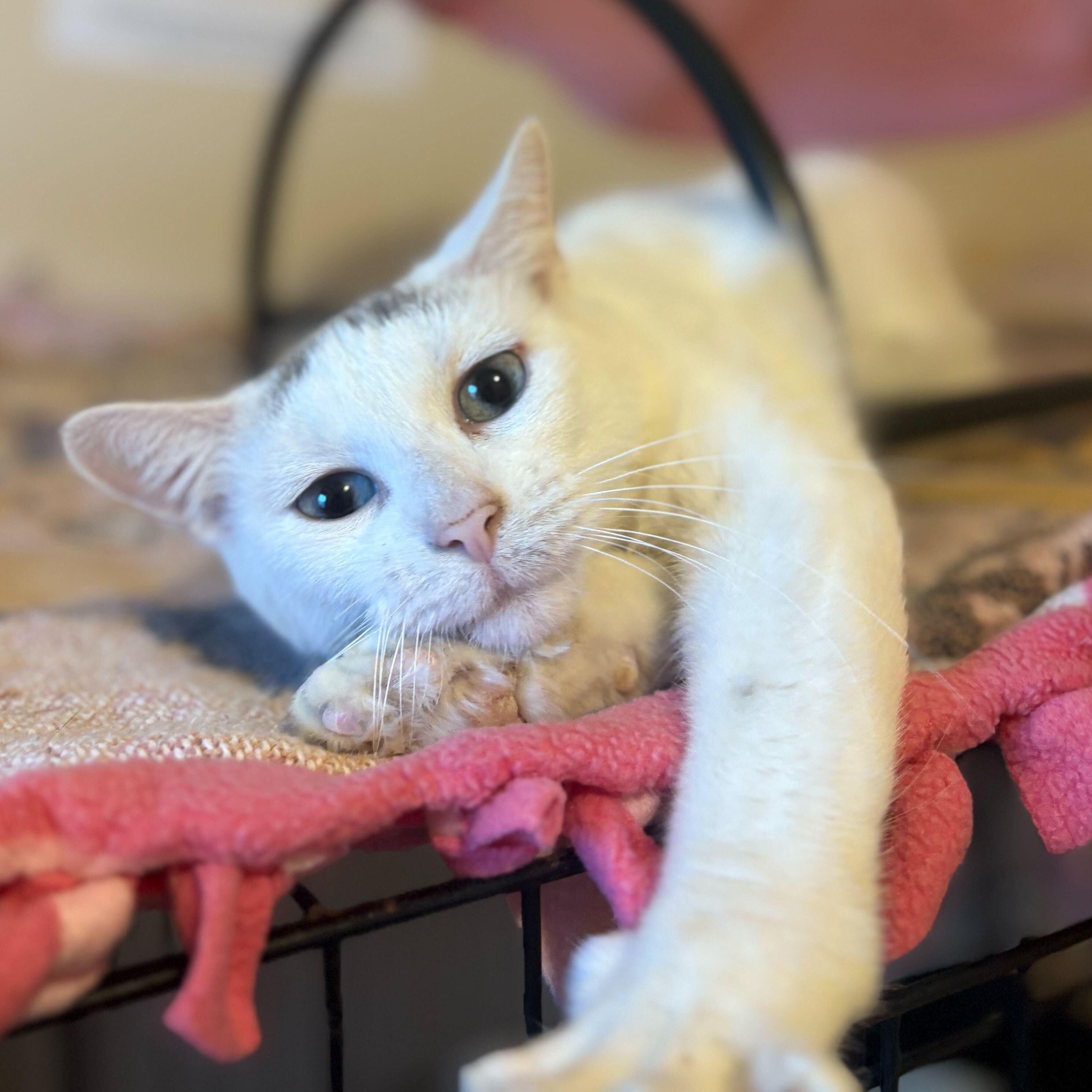 Enlarge Duchess, an adoptable Domestic Short Hair in New Bedford, MA image 1/3