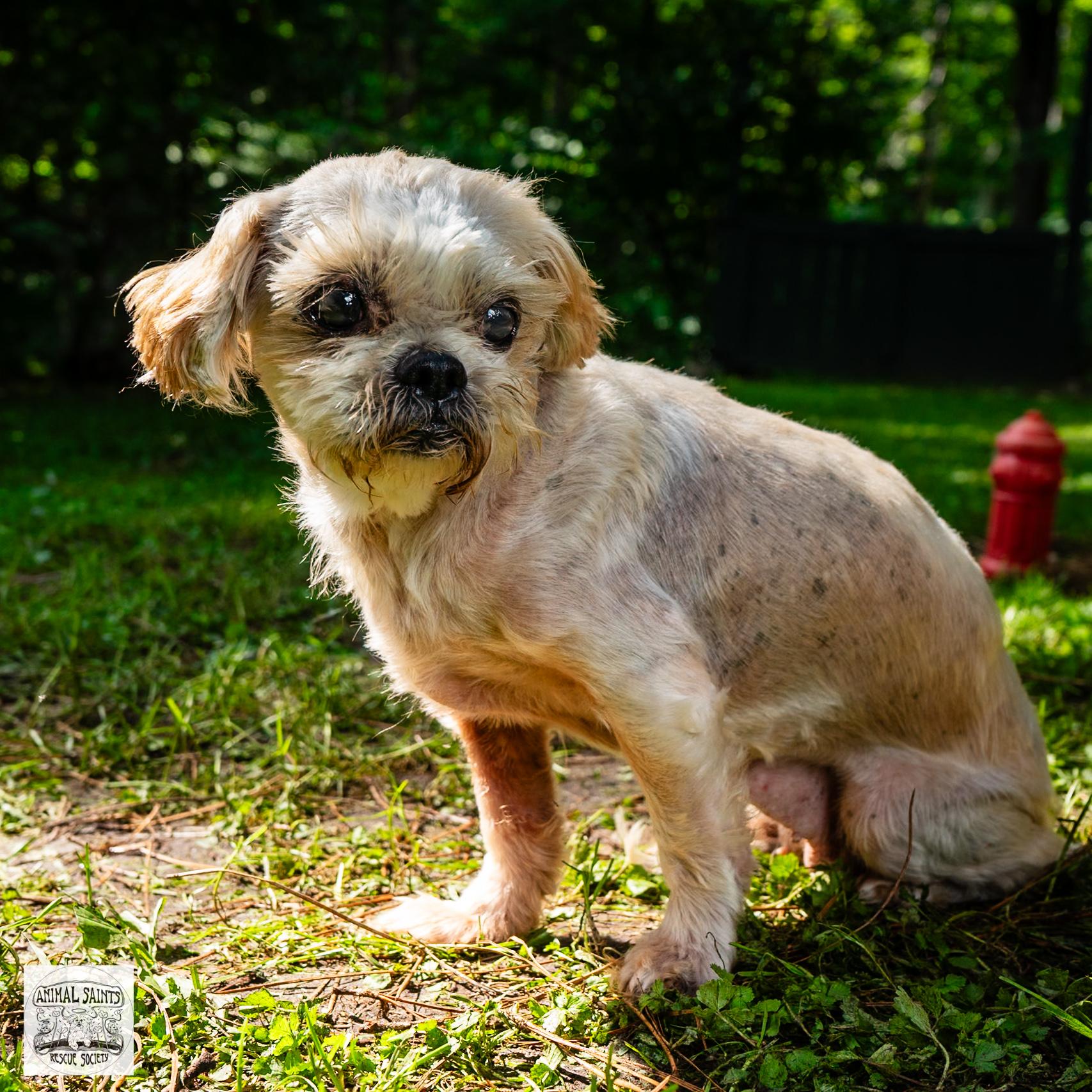 Enlarge Maisie, a Adoptable mixed breed image 2/6