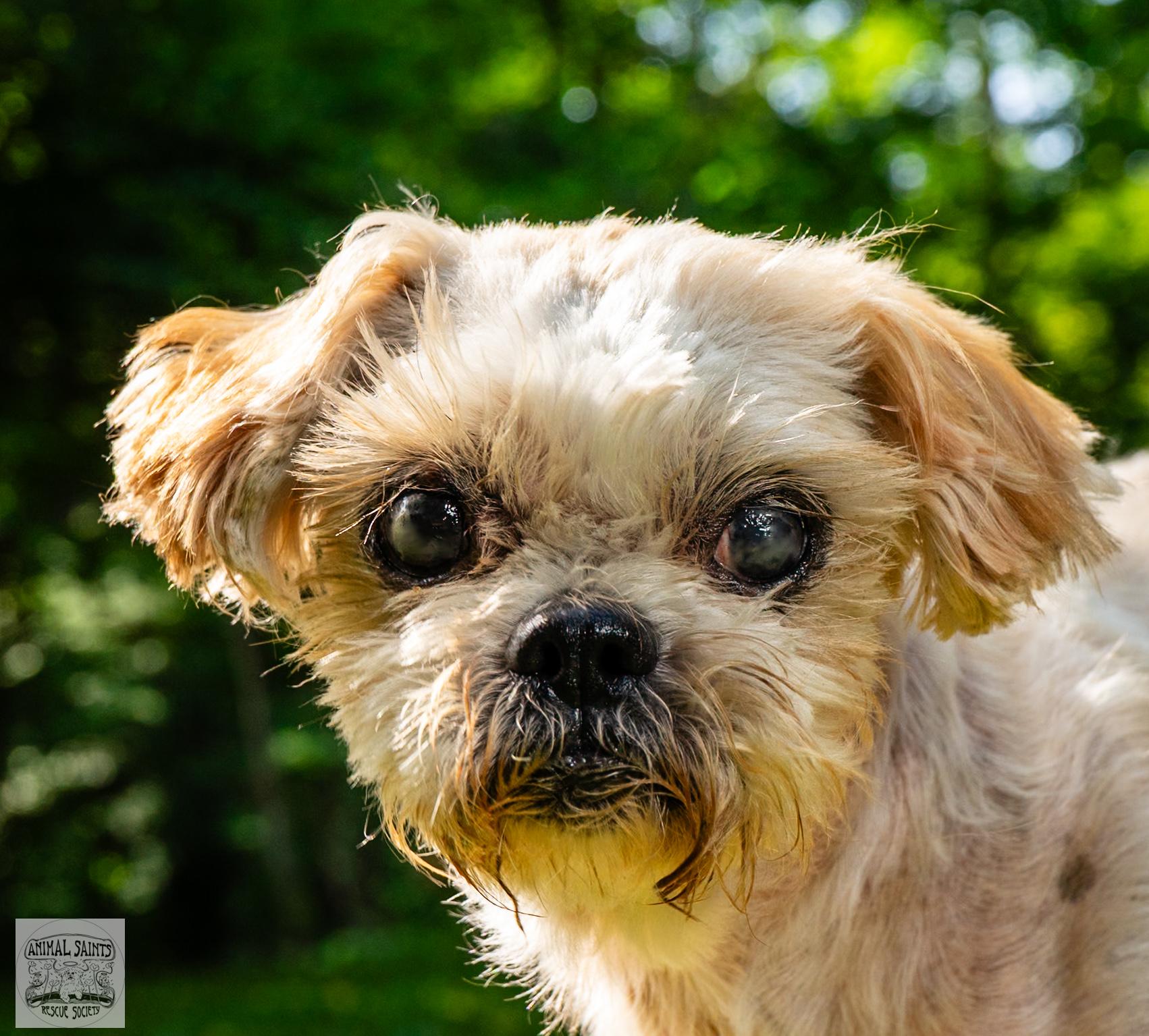 Enlarge Maisie, a Adoptable mixed breed image 1/6