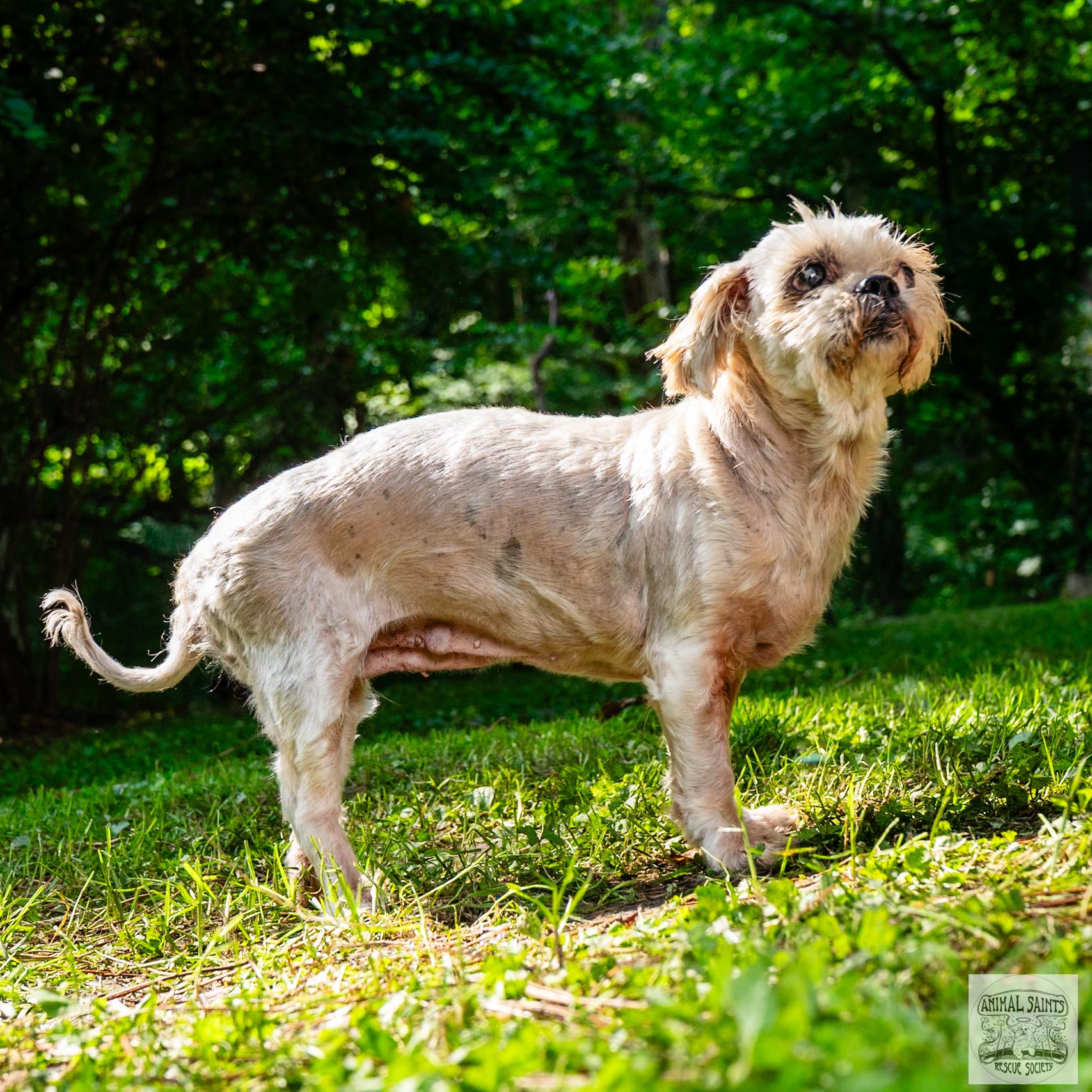 Enlarge Maisie, a Adoptable mixed breed image 4/6