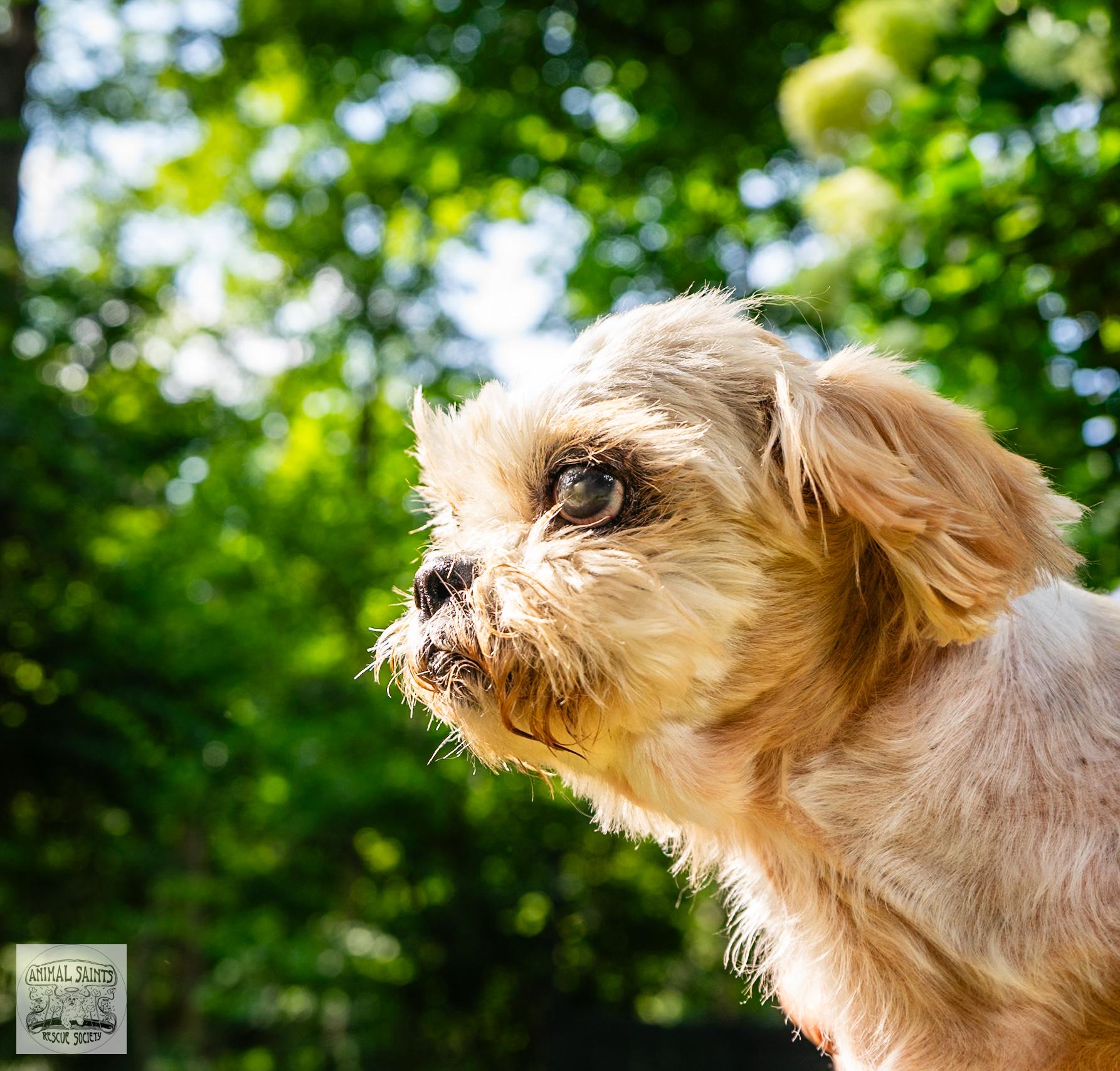 Enlarge Maisie, a Adoptable mixed breed image 3/6