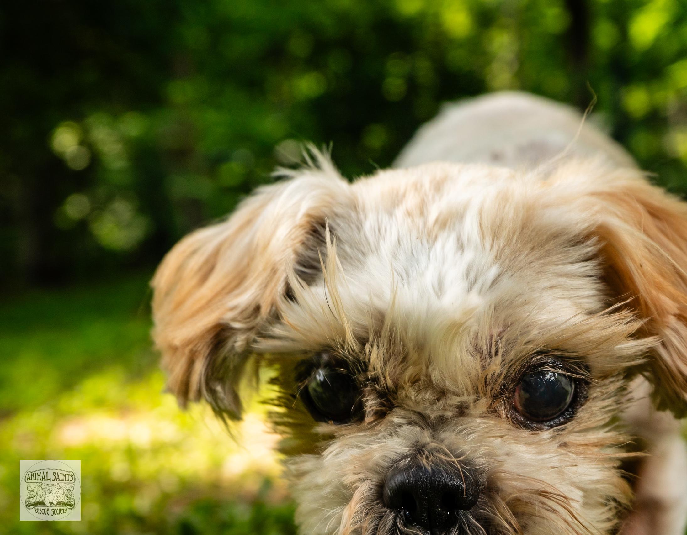 Enlarge Maisie, a Adoptable mixed breed image 5/6