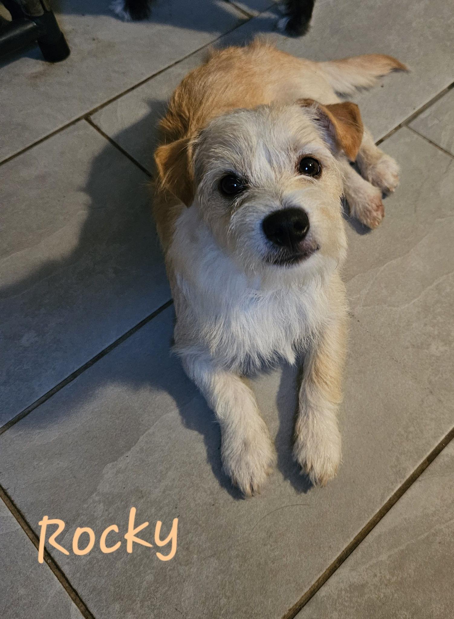 Rocky, adopted, Puppy Male West Highland White Terrier / Westie.
