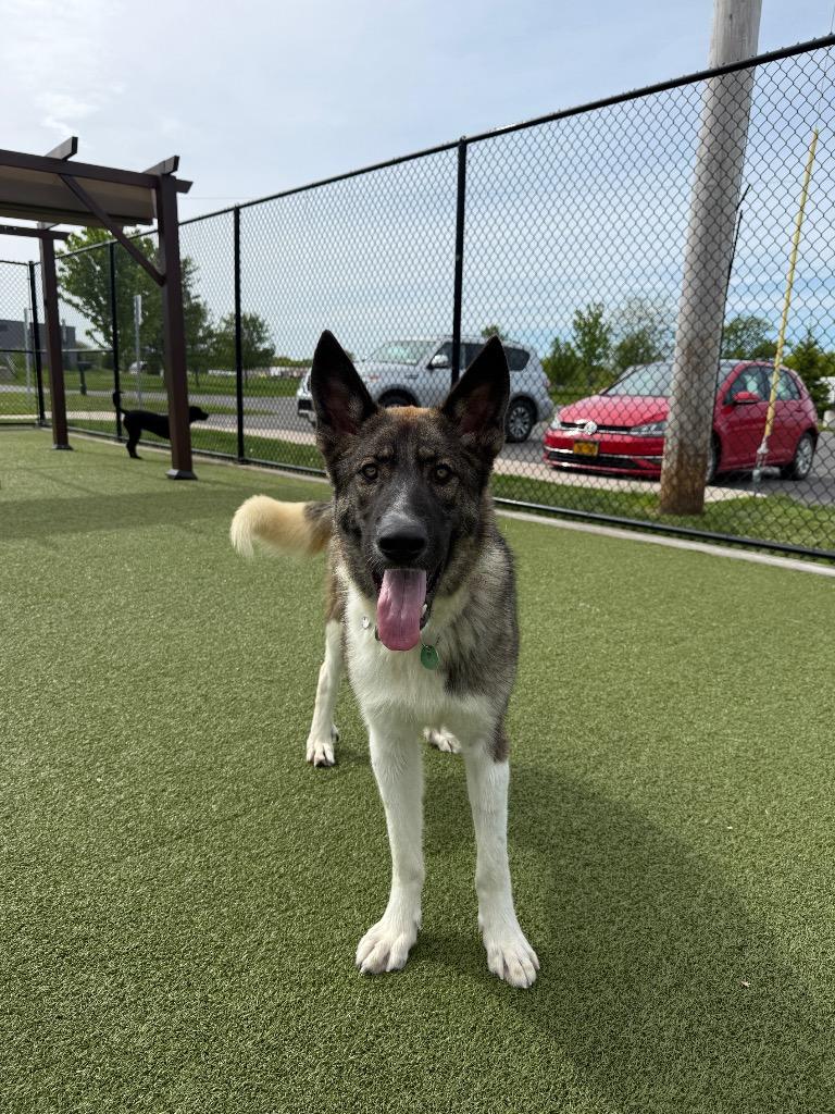 Fritz, Adoptable, Young Male Shepherd.