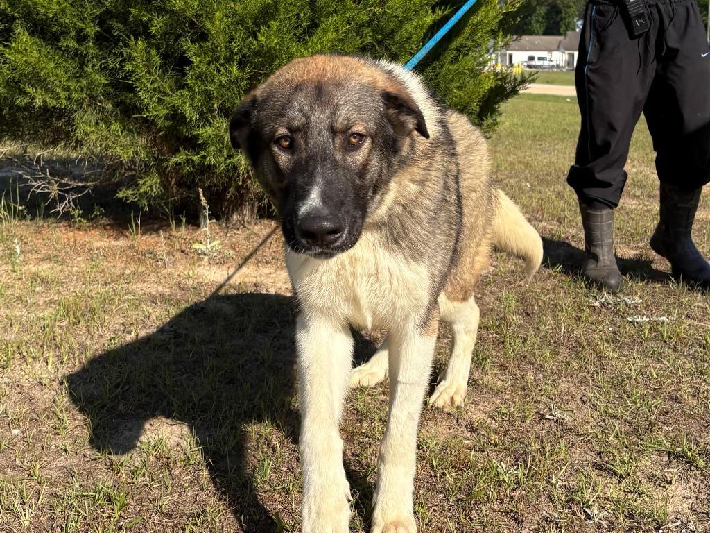 Fritz, a Adoptable mixed breed in North Syracuse, NY image 2/5