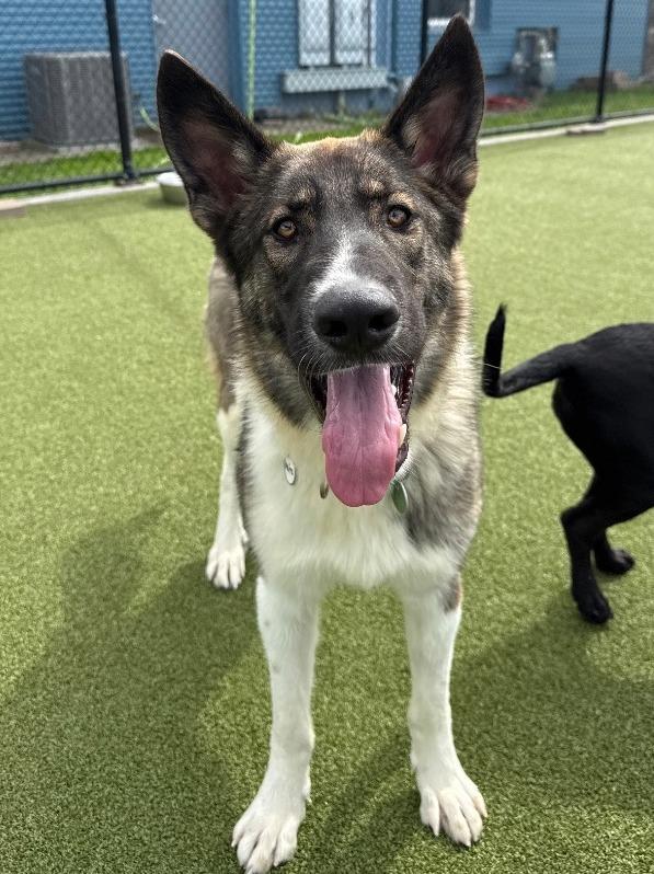 Fritz, a Adoptable mixed breed in North Syracuse, NY image 3/5