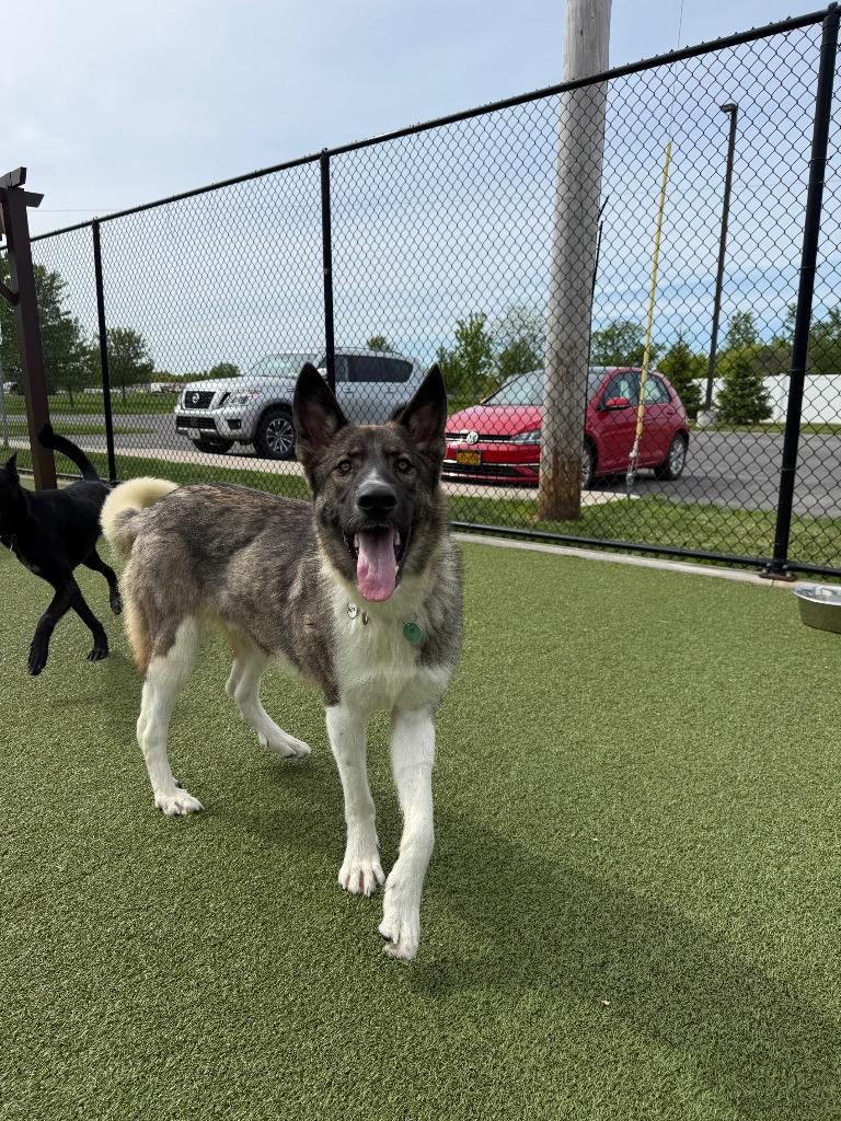 Fritz, a Adoptable mixed breed in North Syracuse, NY image 5/5