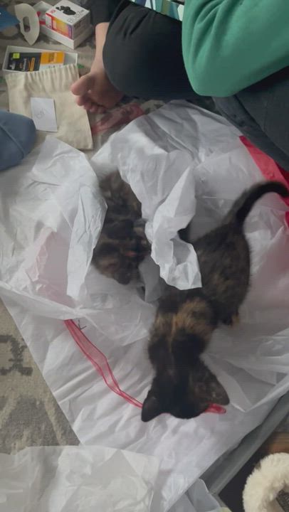 Enlarge Prudence , a Adopted Tortoiseshell in Ottawa, ON video 6/10