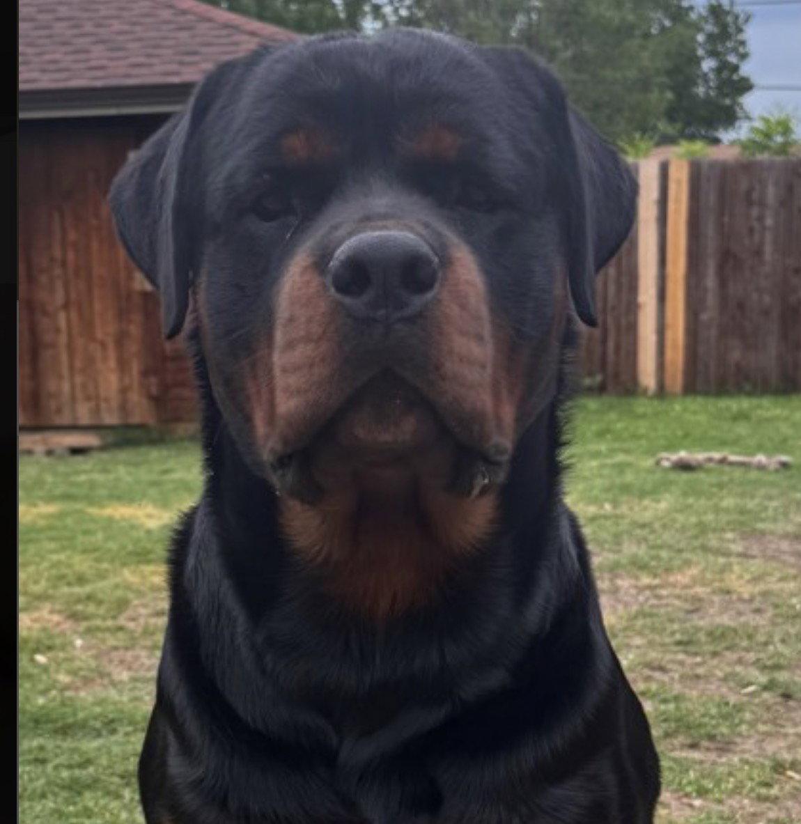 Enlarge Draco, a Adoptable Rottweiler in Hillsboro, NH image 1/1