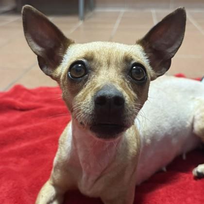 Valentina, Adoptable, Adult Female Chihuahua & Mixed Breed.