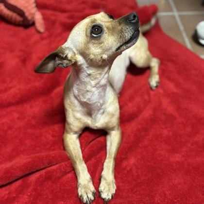 Enlarge Valentina, a Adoptable mixed breed in Madison, WI image 2/3