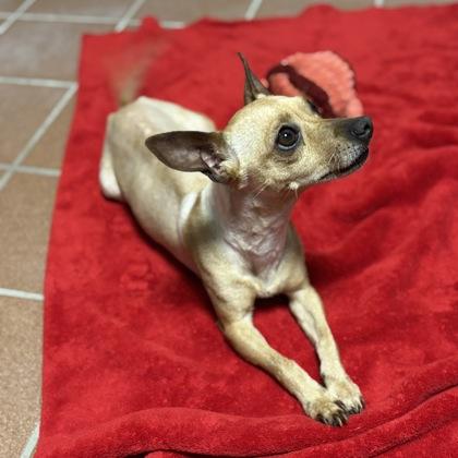 Enlarge Valentina, a Adoptable mixed breed in Madison, WI image 3/3