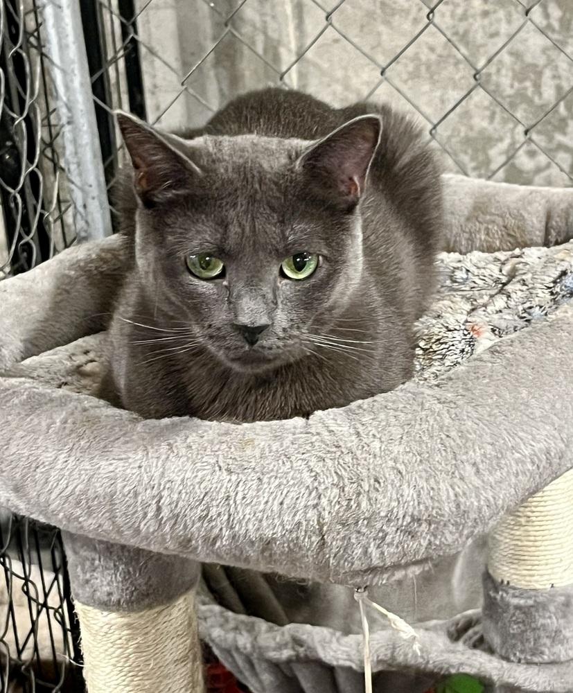 McChicken, Adoptable, Young Female Domestic Short Hair.