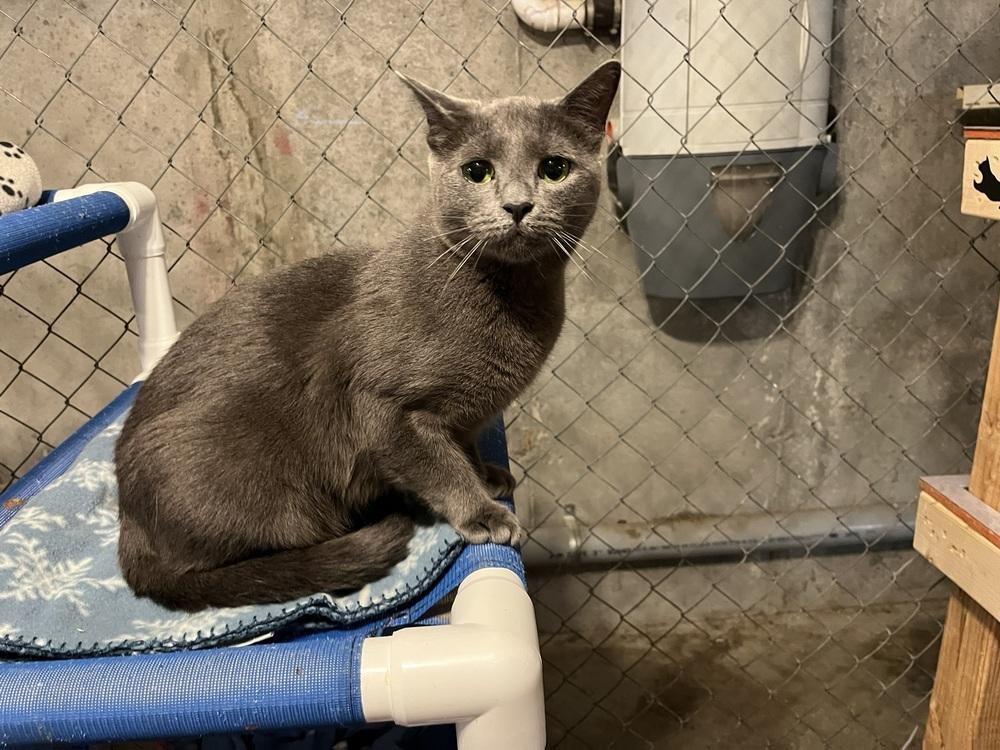 Enlarge McChicken, a Adoptable Domestic Short Hair in Bolton, CT image 2/6