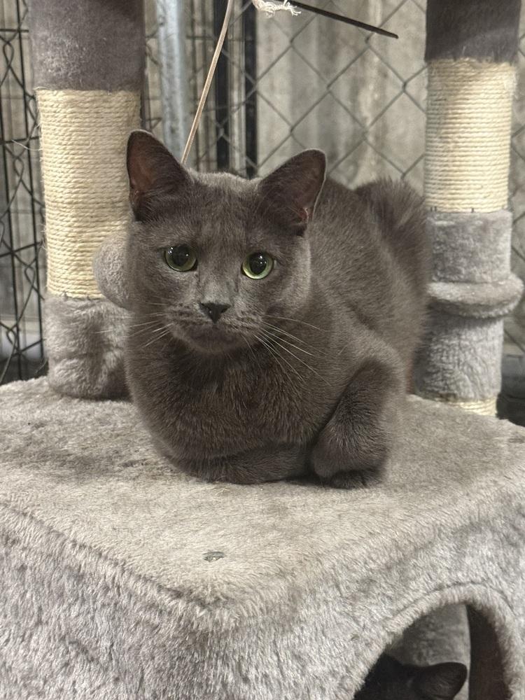 Enlarge McChicken, a Adoptable Domestic Short Hair in Bolton, CT image 2/6