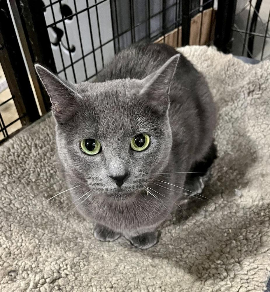 Enlarge McChicken, a Adoptable Domestic Short Hair in Bolton, CT image 3/6