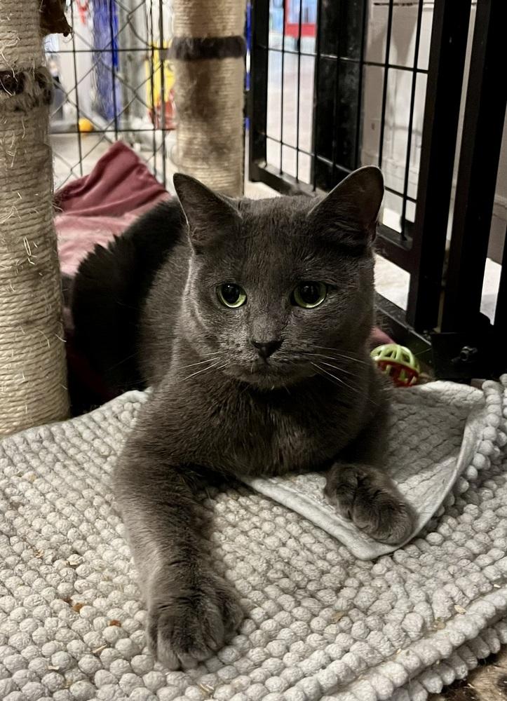 Enlarge McChicken, a Adoptable Domestic Short Hair in Bolton, CT image 4/6