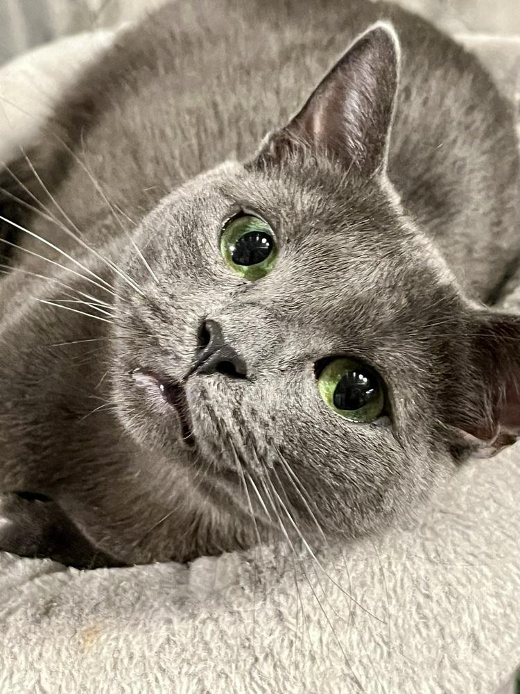 Enlarge McChicken, a Adoptable Domestic Short Hair in Bolton, CT image 5/6