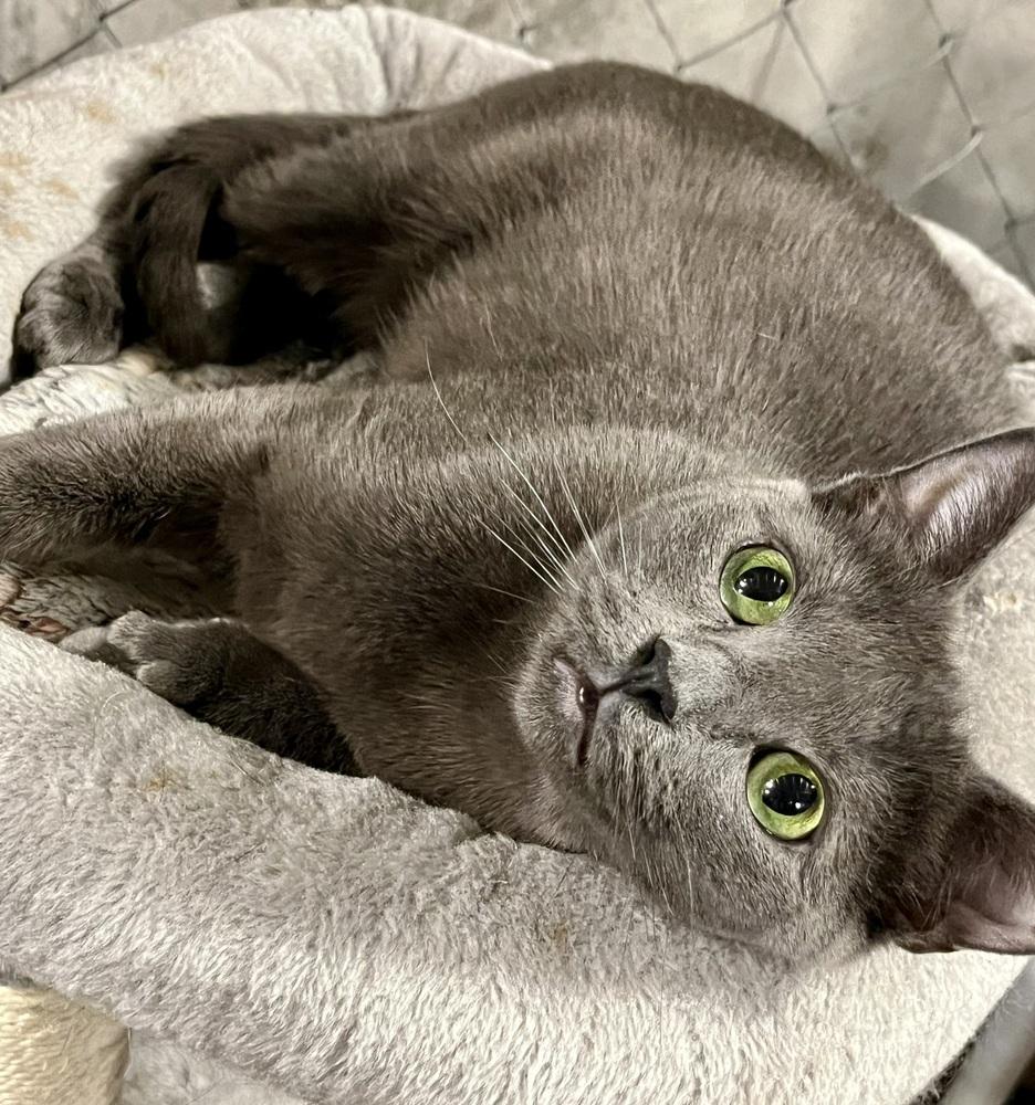 Enlarge McChicken, a Adoptable Domestic Short Hair in Bolton, CT image 6/6