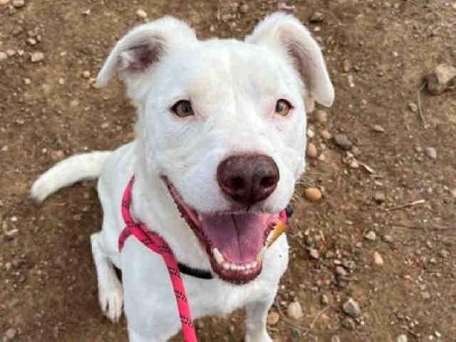 CHANCE, Adoptable, Adult Male Labrador Retriever & Mixed Breed.