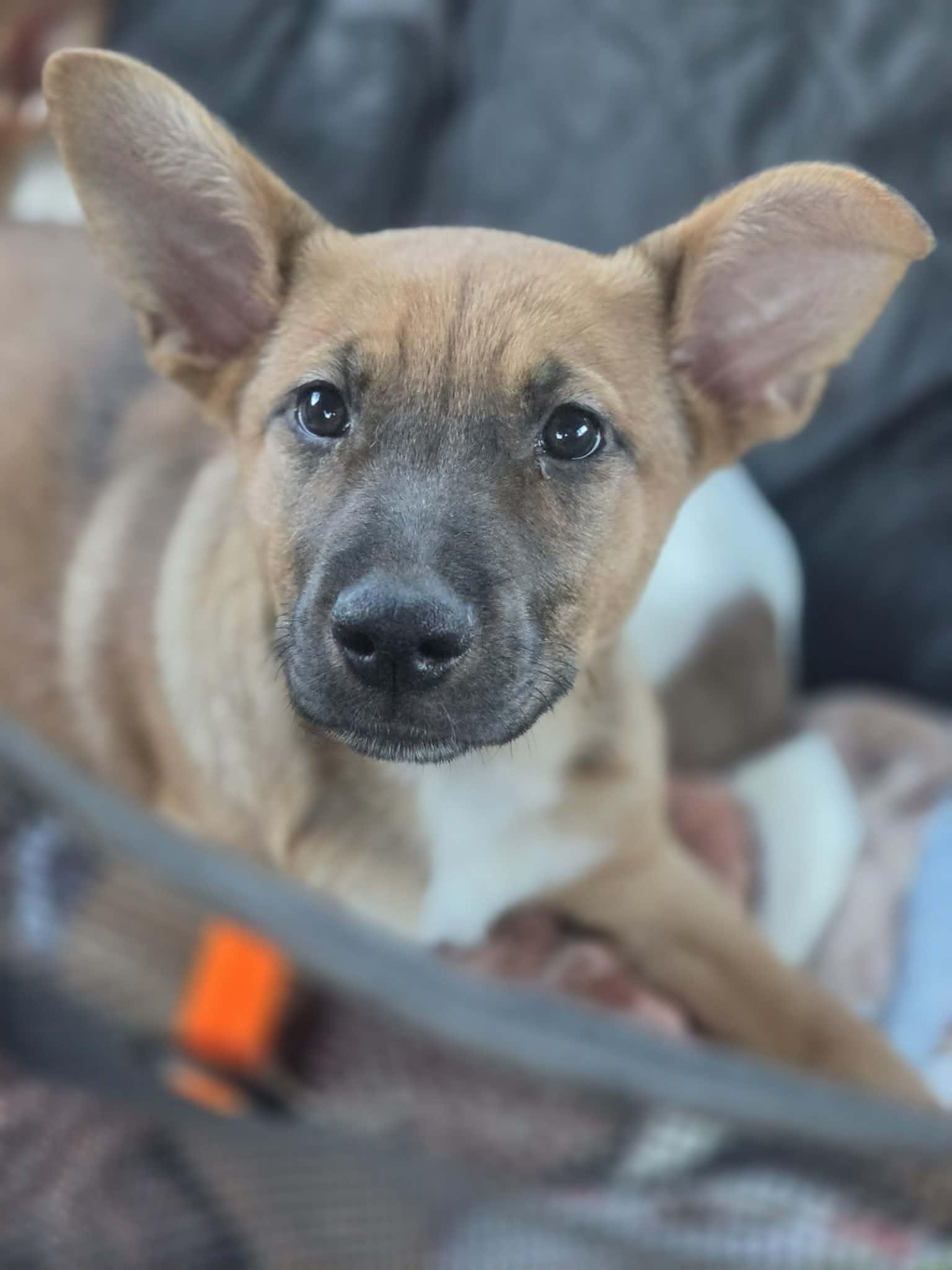 Melody, a Adoptable mixed breed in Sanford, FL image 1/3