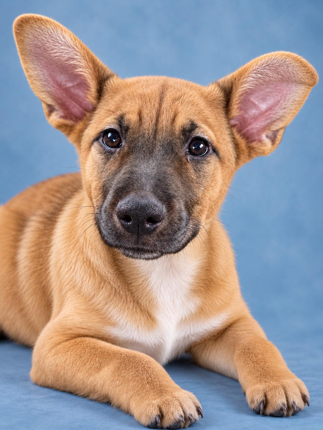 Melody, a Adoptable mixed breed in Sanford, FL image 2/3