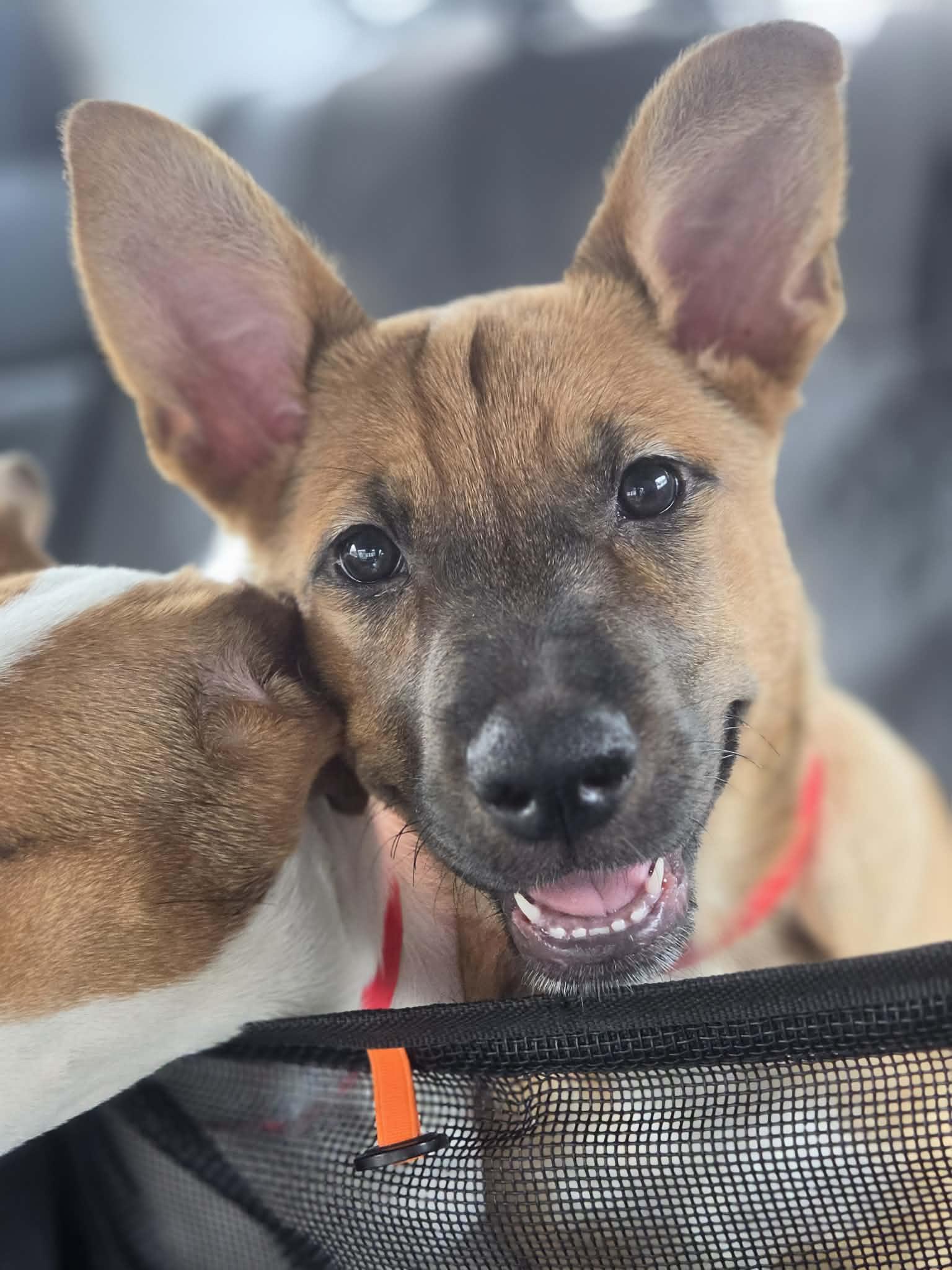 Melody, a Adoptable mixed breed in Sanford, FL image 3/3