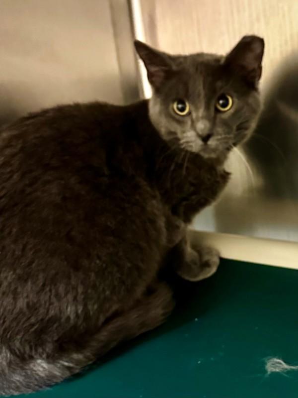 Enlarge Leo, a Adoptable mixed breed in Walnut Creek, CA image 1/1