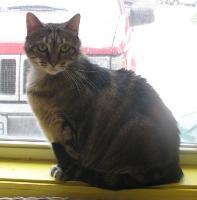 Enlarge Nala, a Adopted mixed breed in Sunrise Beach, MO image 1/1