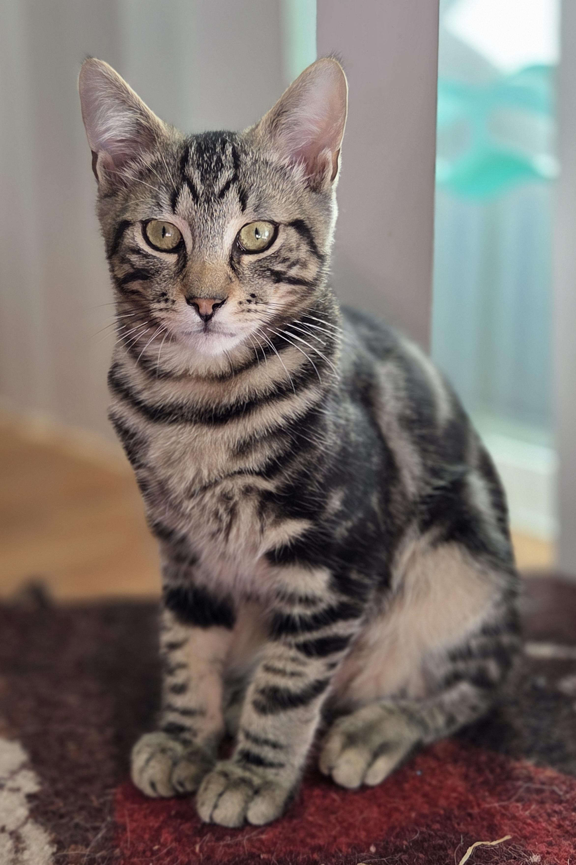 Bam Bam Domestic Short Hair Cat