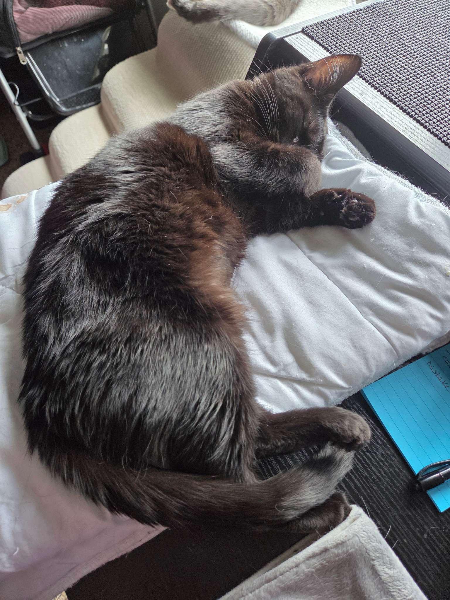 Bessie, an adoptable Domestic Medium Hair in Sioux Falls, SD, 57101 | Photo Image 2