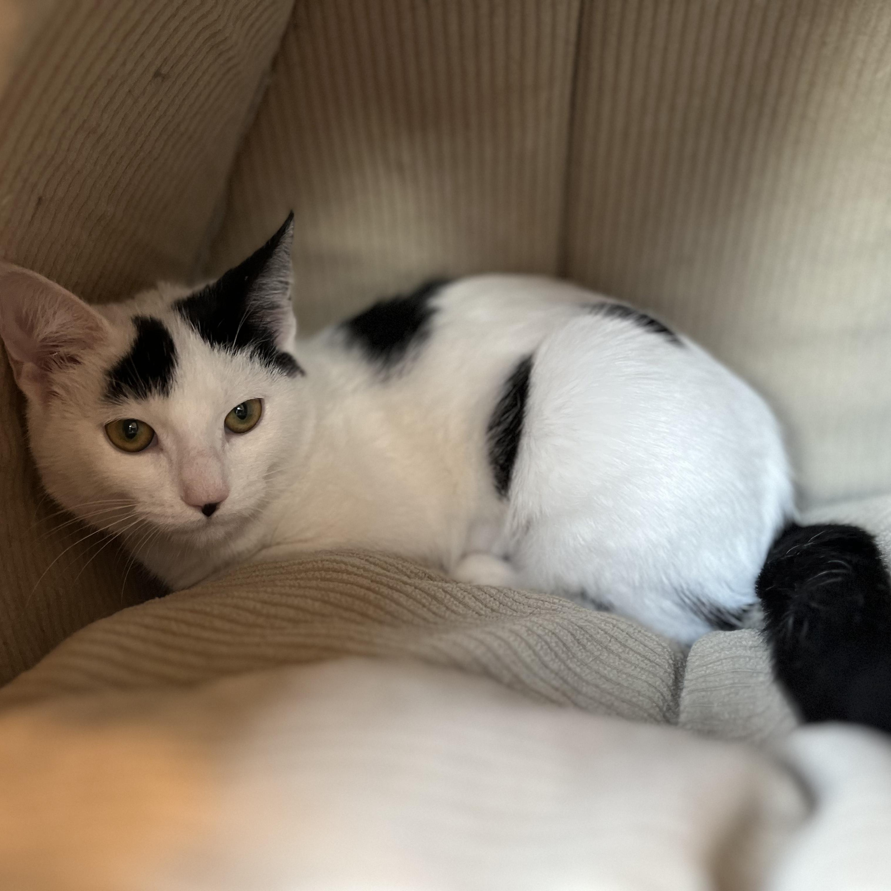 Buffy, Adoptable, Young Female American Shorthair.