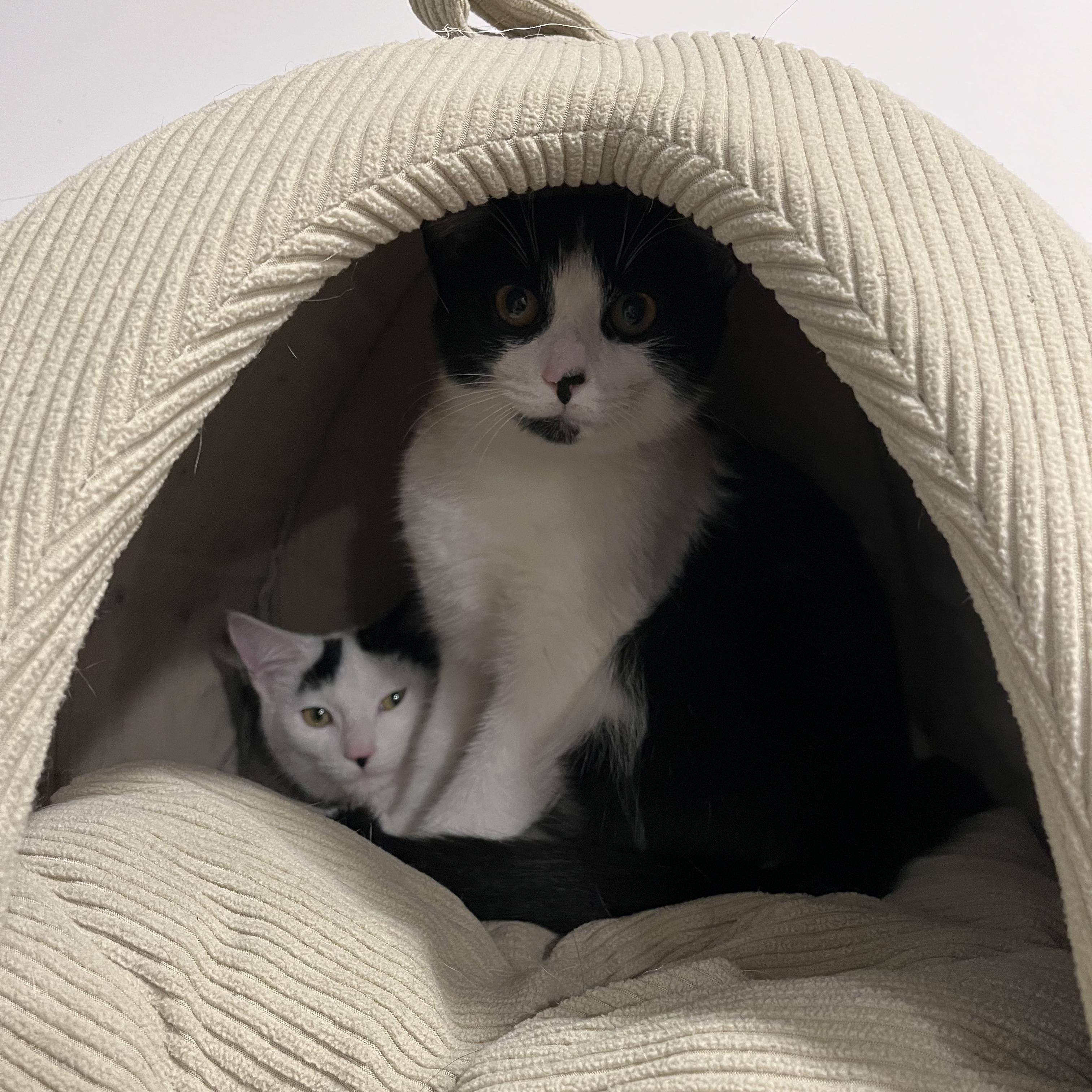 Enlarge Buffy, a Adoptable American Shorthair in Hull, MA image 2/2
