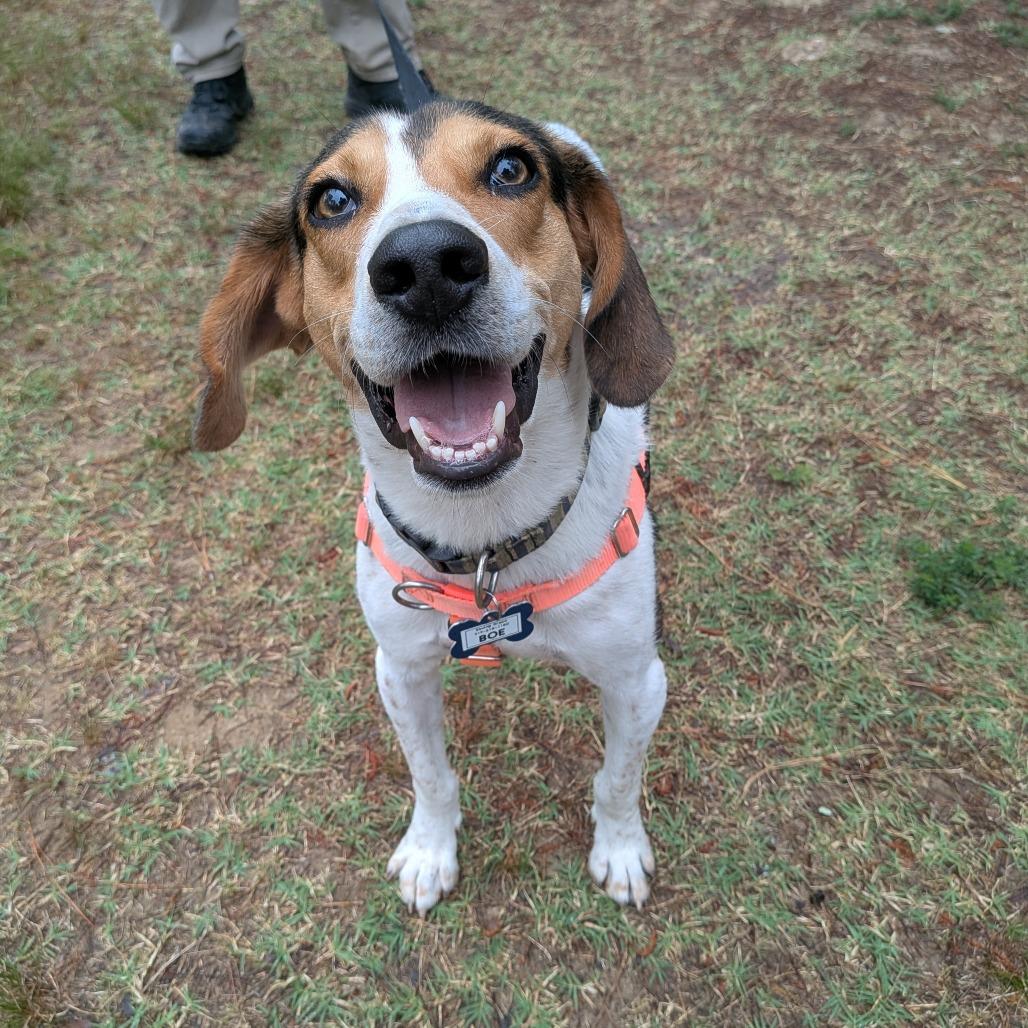 Enlarge Boe, a Adoptable Hound in Wake Forest, NC image 1/6